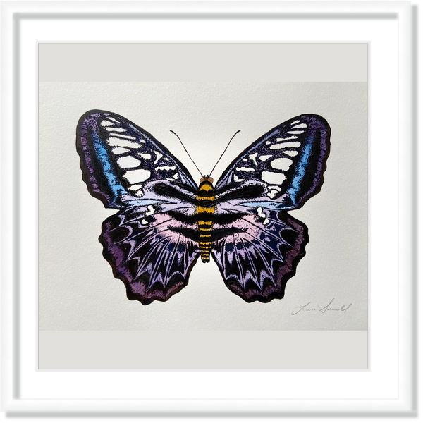Clipper Butterfly (Parthenos Sylvia)